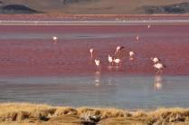 Flamingos se alimentam nas águas vermelhas da Laguna Colorada, no sudoeste da Bolívia